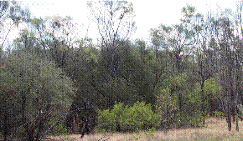 Photograph of Bullwaddy vegetation