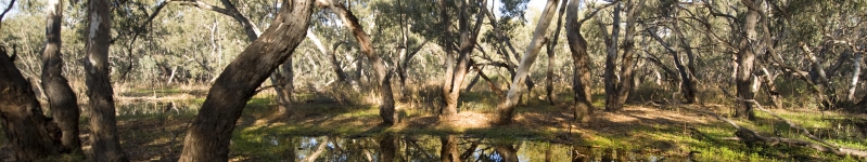 Macquarie Marshes, on the north-western end, between Carinda and Warren, NSW, 2009 Credit: Arthur Mostead © Commonwealth of Australia (Murray–Darling Basin Authority)