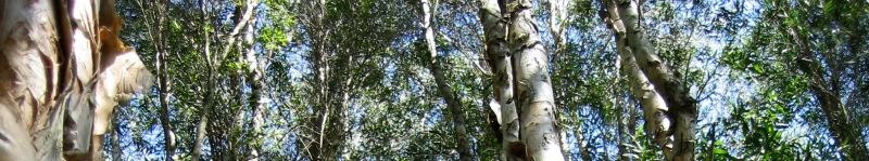 Paperbark forest at the Hunter Wetlands Centre (Shortlands Wetlands Centre), Hunter subregion. Credit: S. Stuart-Smith (Department of the Environment and Energy)